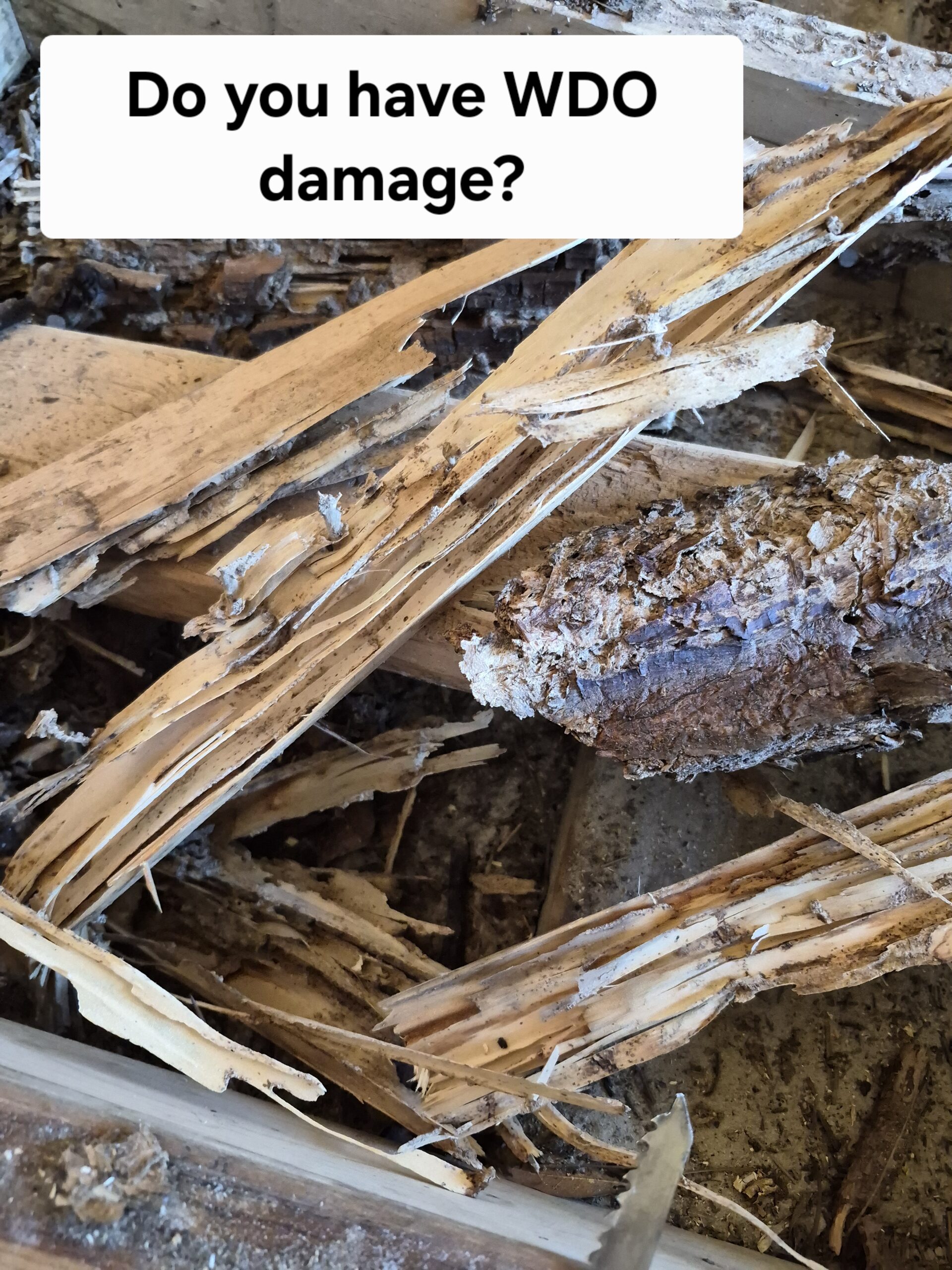 Read more about the article We’re fixing some WDO Repairs in St. Augustine, today